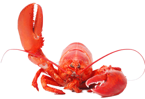 lobster
