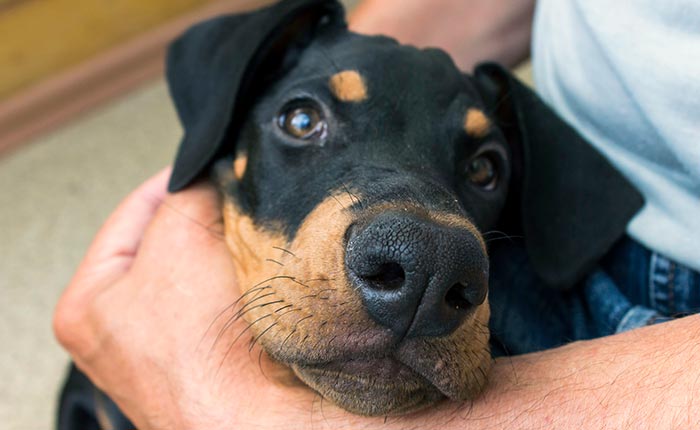 Man Holding Pet Dog — McHenry, IL — K9s4U Dog Rescue Man Holding Pet Dog — McHenry, IL — K9s4U Dog Rescue