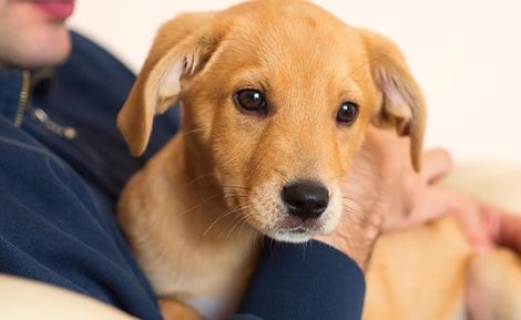 Person Holding Golden Puppy — McHenry, IL — K9s4U Dog Rescue Person Holding Golden Puppy — McHenry, IL — K9s4U Dog Rescue
