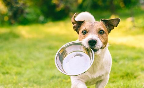 Dog with Metal Bowl — McHenry, IL — K9s4U Dog Rescue Dog with Metal Bowl — McHenry, IL — K9s4U Dog Rescue