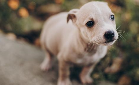 Cute Puppy — McHenry, IL — K9s4U Dog Rescue Cute Puppy — McHenry, IL — K9s4U Dog Rescue