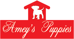 ameys puppies logo