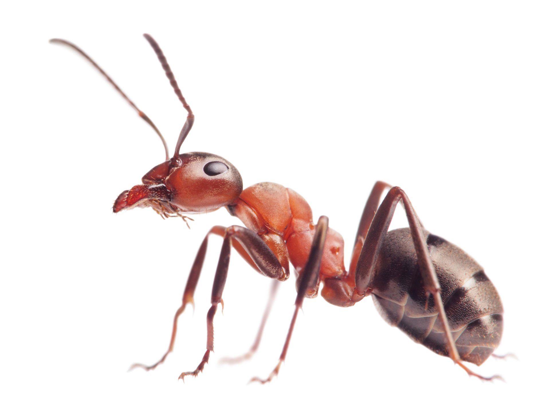 Red and black ant with antennae, on white background.