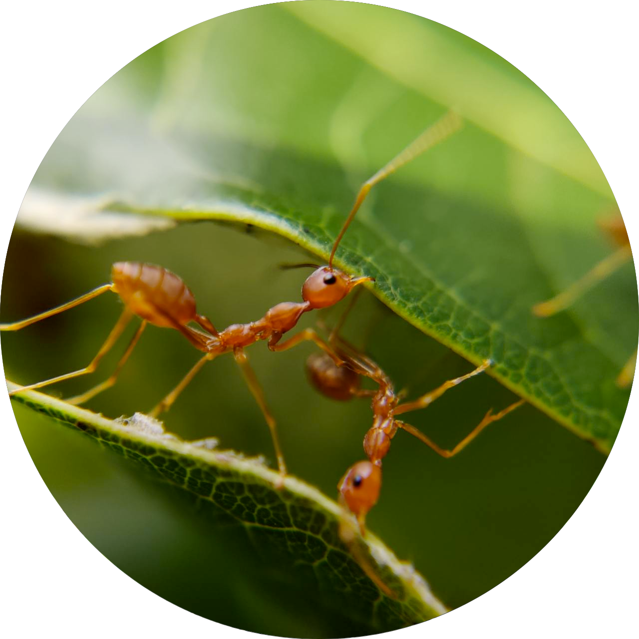 Two red ants on a green leaf, with their heads close together.