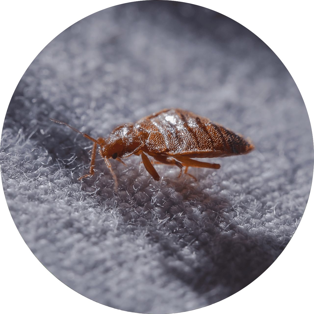 Bed bug on grey fabric.