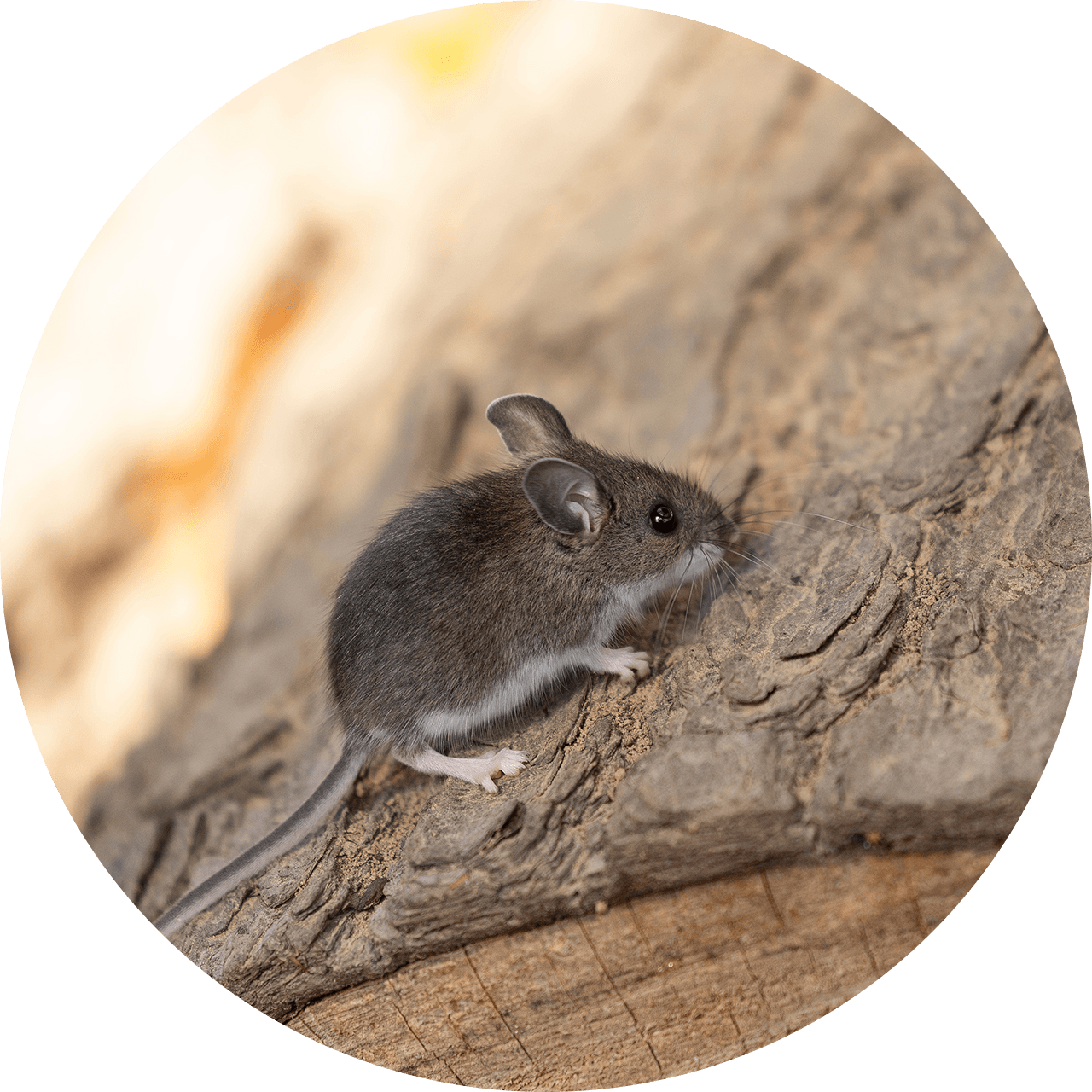 Mouse with gray fur and white belly on a wood surface.
