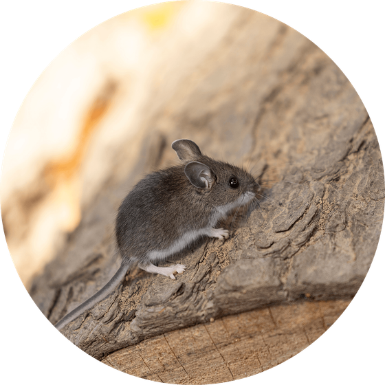 Souris sur une bûche brune texturée. Elle est grise, avec le ventre blanc et une longue queue.