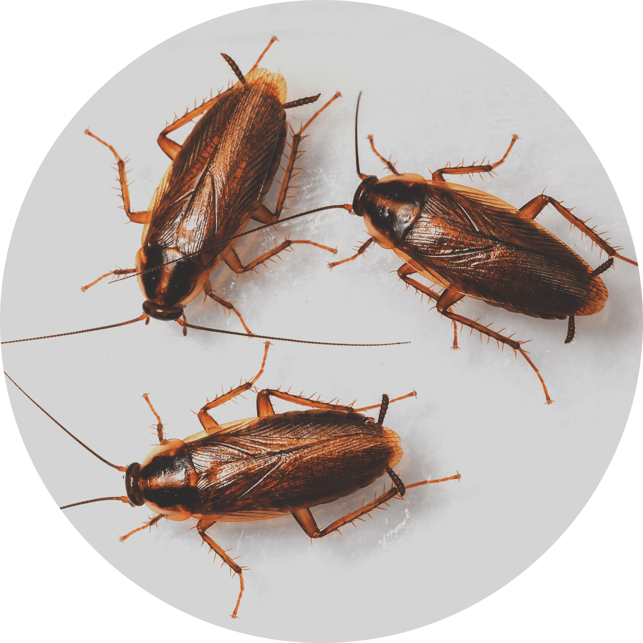 Three brown cockroaches on a light-colored surface, antennae visible.