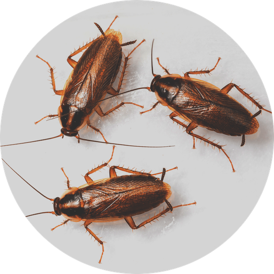 Trois cafards bruns sur une surface gris clair, avec de longues antennes et de longues pattes.