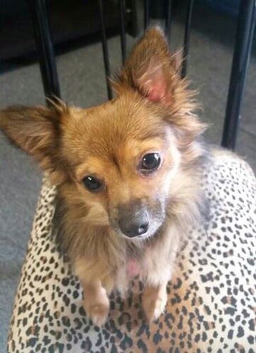 Insurance — Dog Sitting on Chair in Melbourne, FL