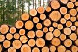 Logging, R. J. Nathe & Sons, Inc., Dade city, FL Logging, R. J. Nathe & Sons, Inc., Dade city, FL