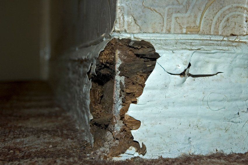 Wet and dry rot treatment
