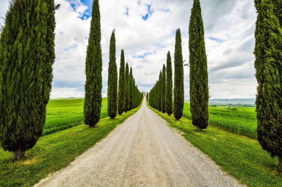 Viale alberato
