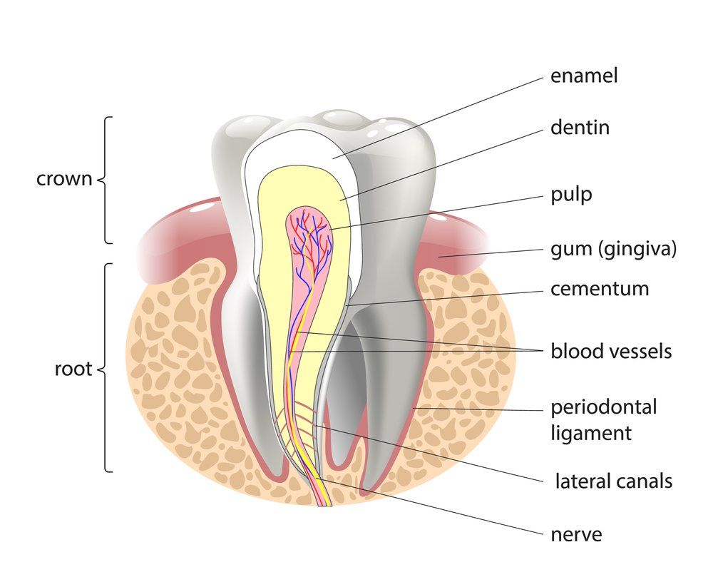 Root Canals