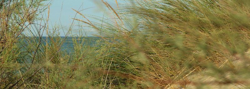 Some grass at the beach