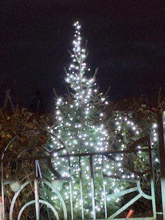 Christmas Tree at Westhouses