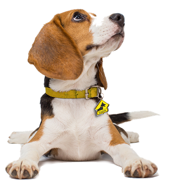 DogSafe Nashville Dog Fence Installation and Repair Contractor