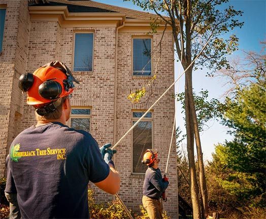 Tree Trimming in Pittsburgh, PA