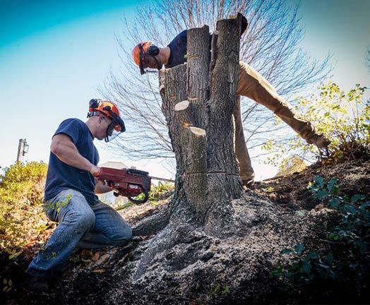Stump Removal in Pittsburgh, PA
