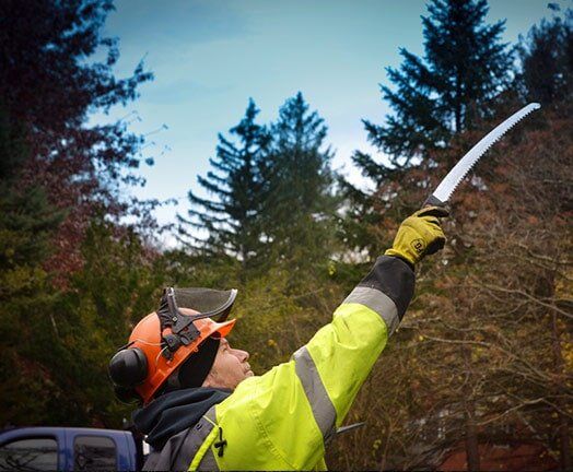 Tree Inspections in Pittsburgh, PA