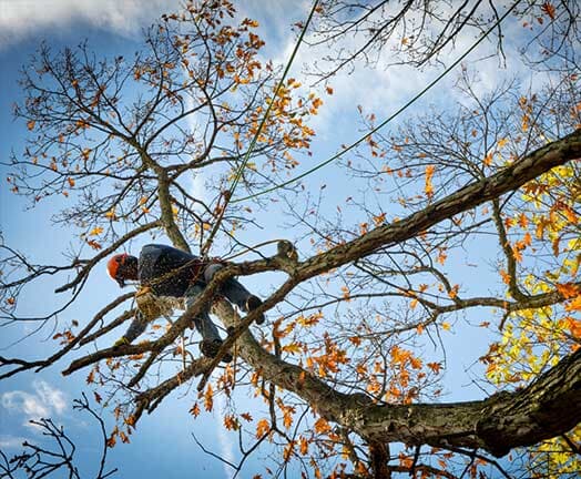 Tree Pruning in Pittsburgh, PA