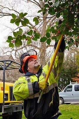 Tree topper - Tree service in Pittsburgh, PA Tree topper - Tree service in Pittsburgh, PA