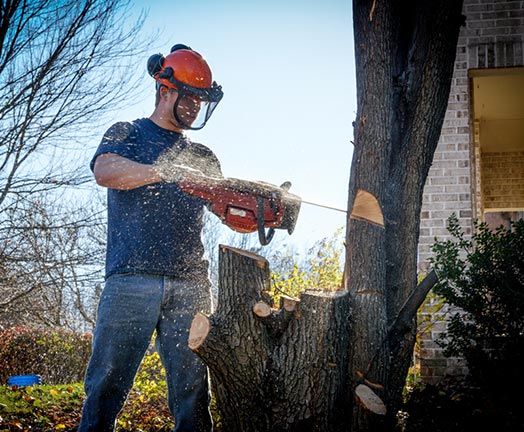 Tree Falling in Pittsburgh, PA