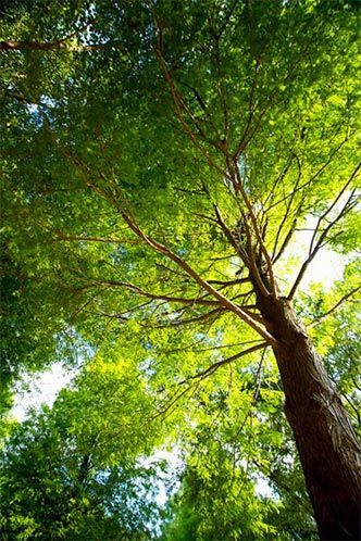 Close-up of tree - Tree service in Pittsburgh, PA Close-up of tree - Tree service in Pittsburgh, PA