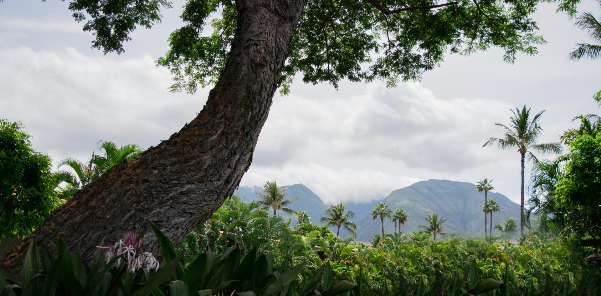 A large tree trunk with green foliage and mountains in the background under a cloudy sky.