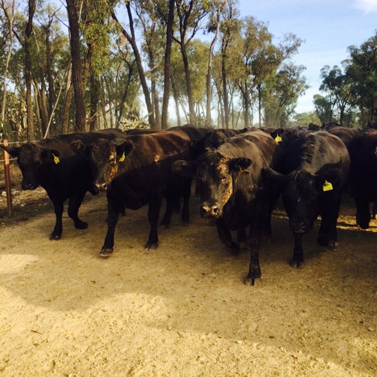 cattle farm