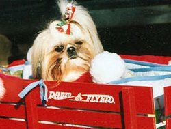 Dog on a Wagon, Pet Grooming in Warrenton, VA