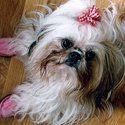 Dog, Pet Grooming in Warrenton, VA