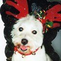 Dog, Pet Grooming in Warrenton, VA