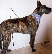 Great Dane, Dog Grooming in Warrenton, VA