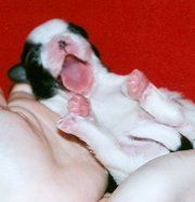 Puppy, Dog Grooming in Warrenton, VA