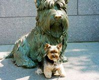 Dogwith a Statue, Grooming Services in Warrenton, VA Dogwith a Statue, Grooming Services in Warrenton, VA