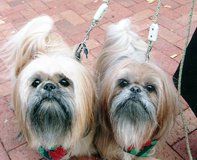 Dogs, Grooming Services in Warrenton, VA Dogs, Grooming Services in Warrenton, VA
