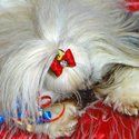Dog Sleeping, Pet Grooming in Warrenton, VA