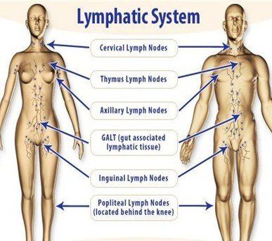 Diagram of the human lymphatic system, showing labeled lymph node groups on front and back body figures.