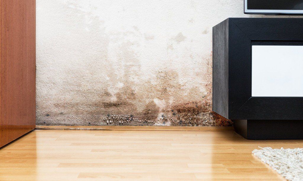 professional mold inspector