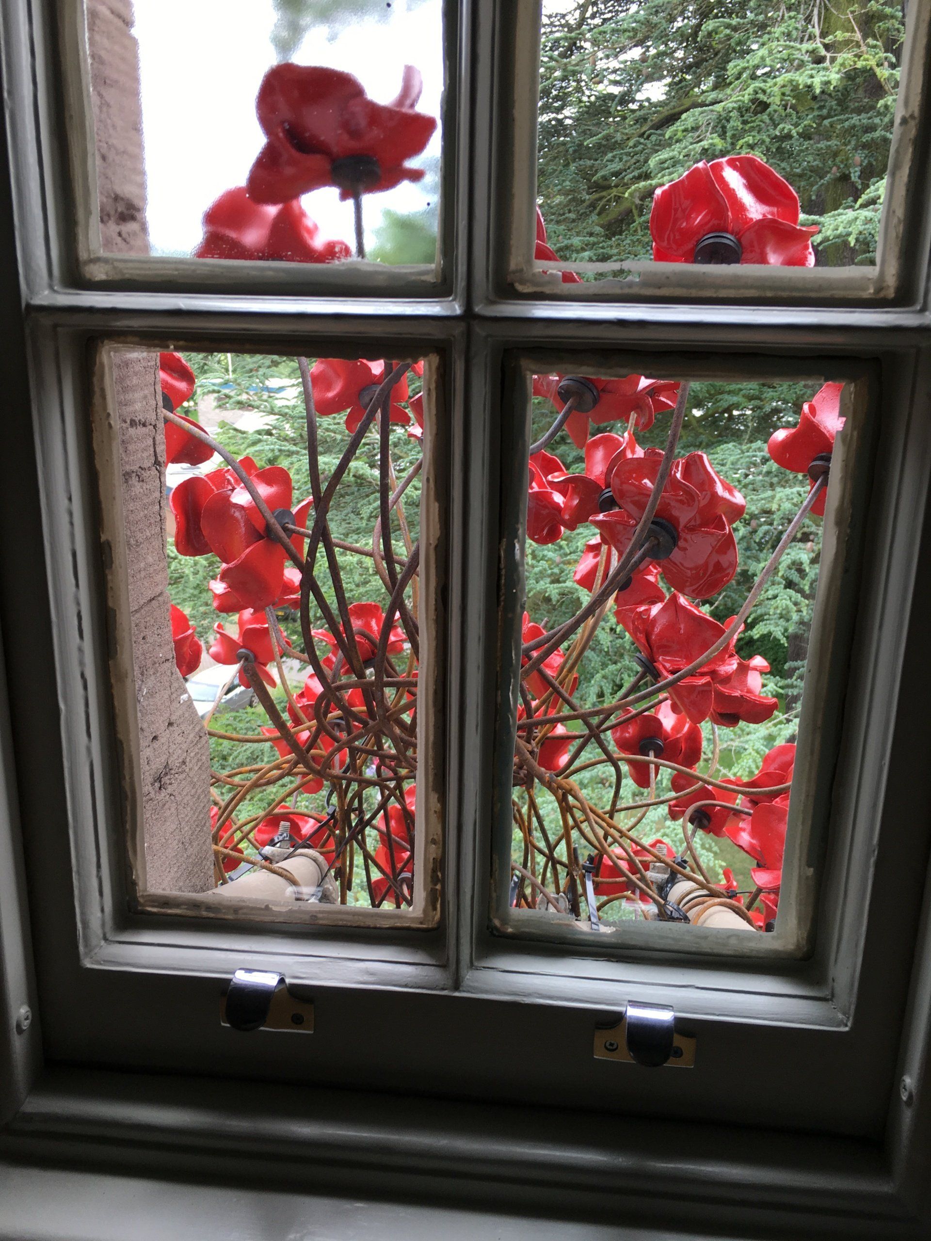 poppies