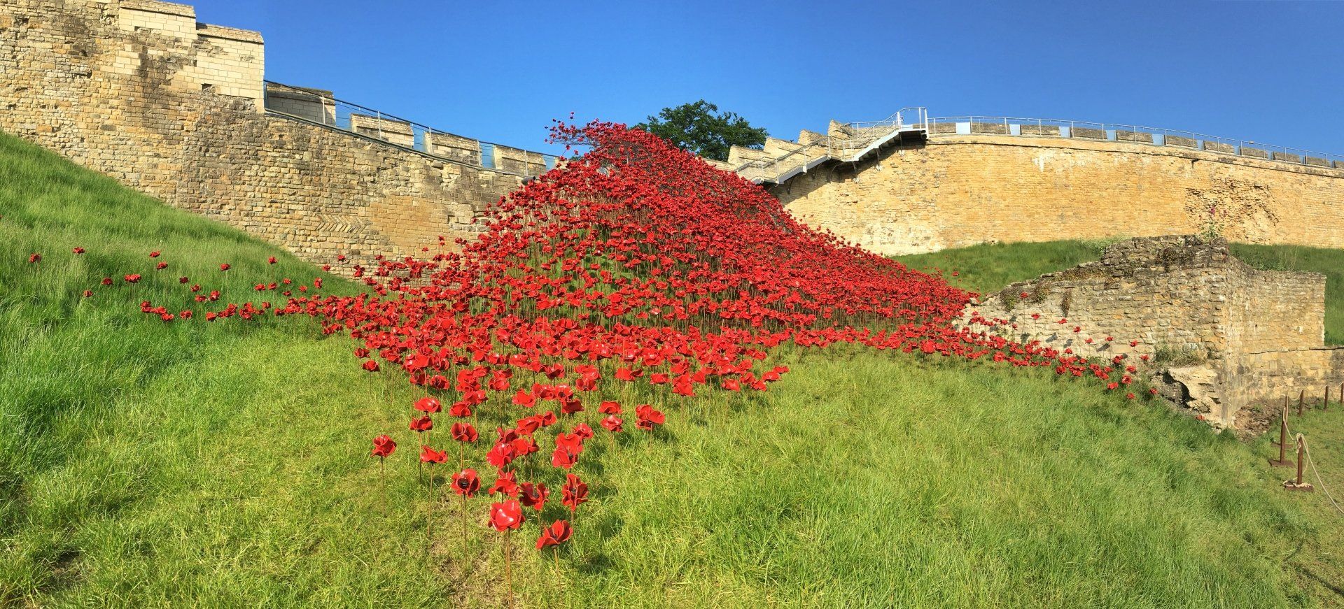 The Poppies