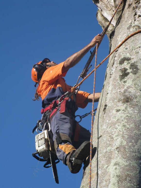 man climbing up the tree