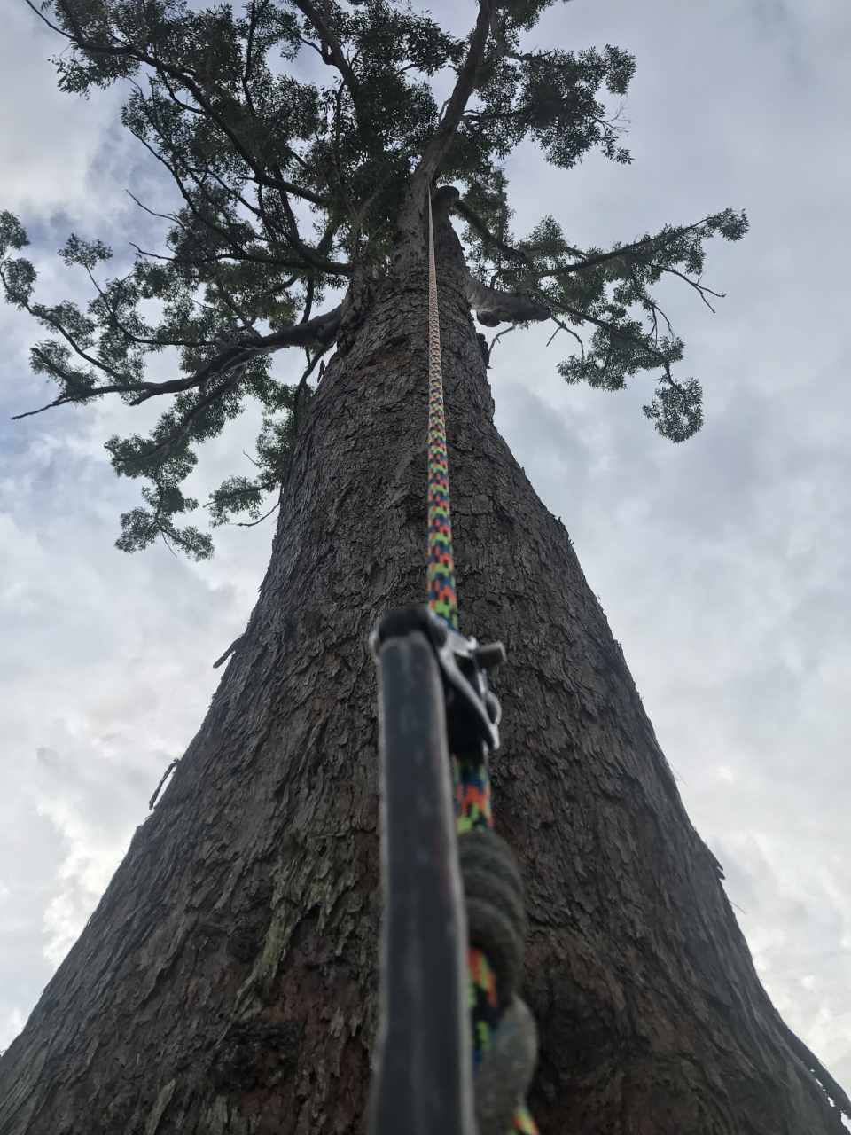 rope tied to a tree
