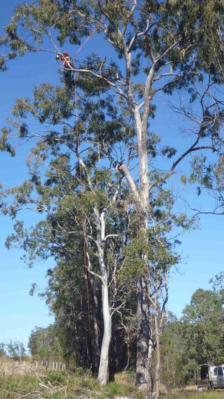 tree branches being trimmed
