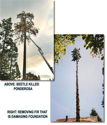 Before and After 3 - Land Clearing & Leveling Contractors in Hood River, OR