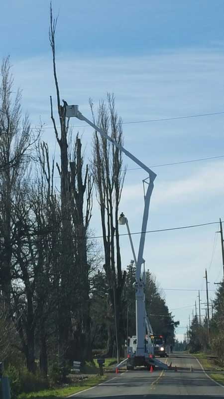 Commercial Tree Service - Land Clearing & Leveling Contractors in Hood River, OR
