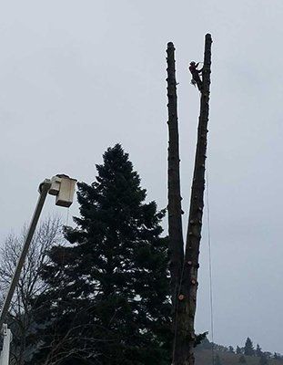 Man Using Chainsaw - Land Clearing & Leveling Contractors in Hood River, OR Man Using Chainsaw - Land Clearing & Leveling Contractors in Hood River, OR