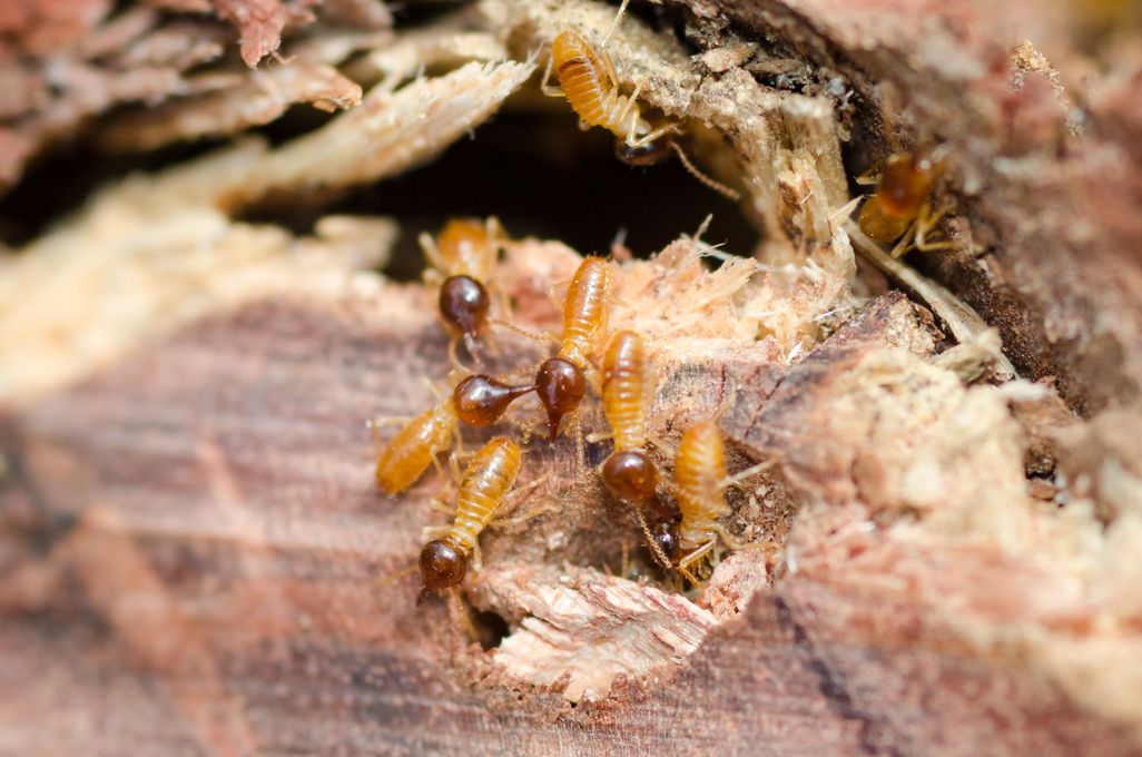 GreenTec Pest Control
