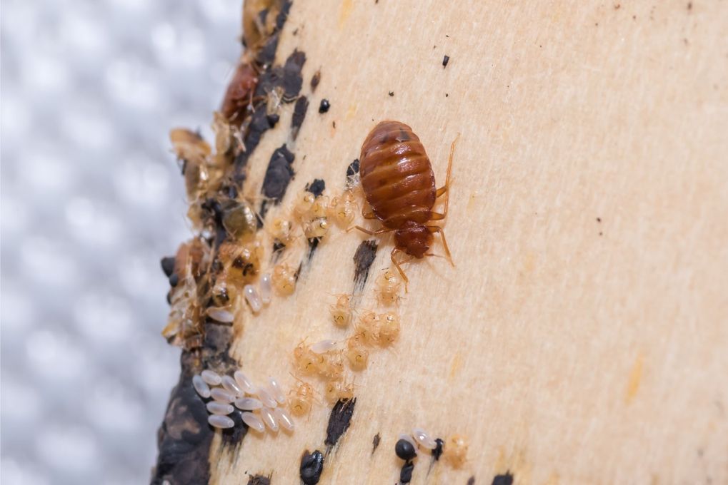 GreenTec Pest Control